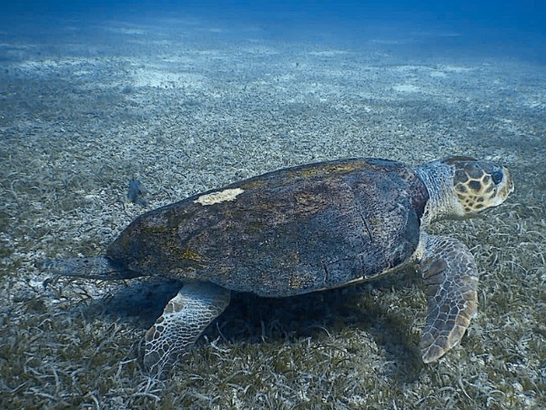 Adult Loggerhead by Leo Adicora