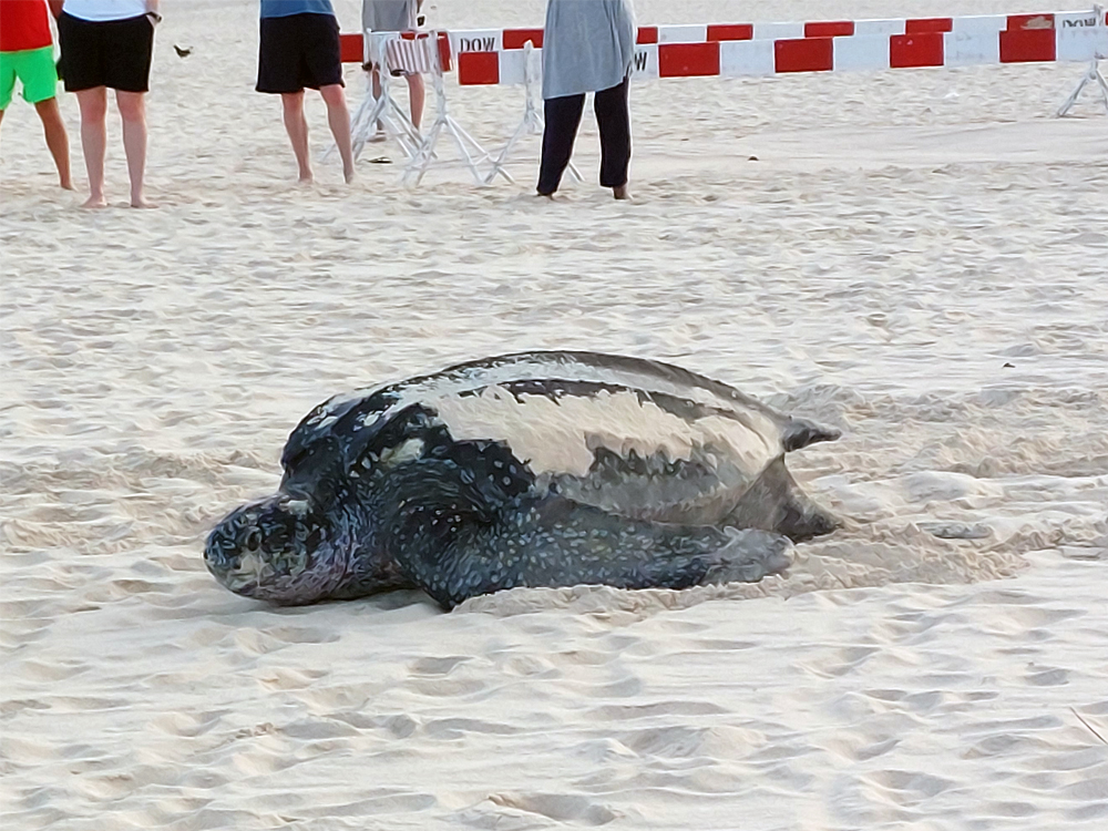 Leatherback Female Turtle Nesting