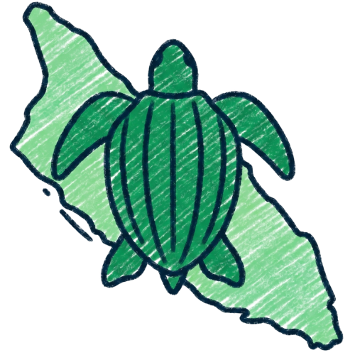 Leatherback Turtle Aruba handdrawn Illustration