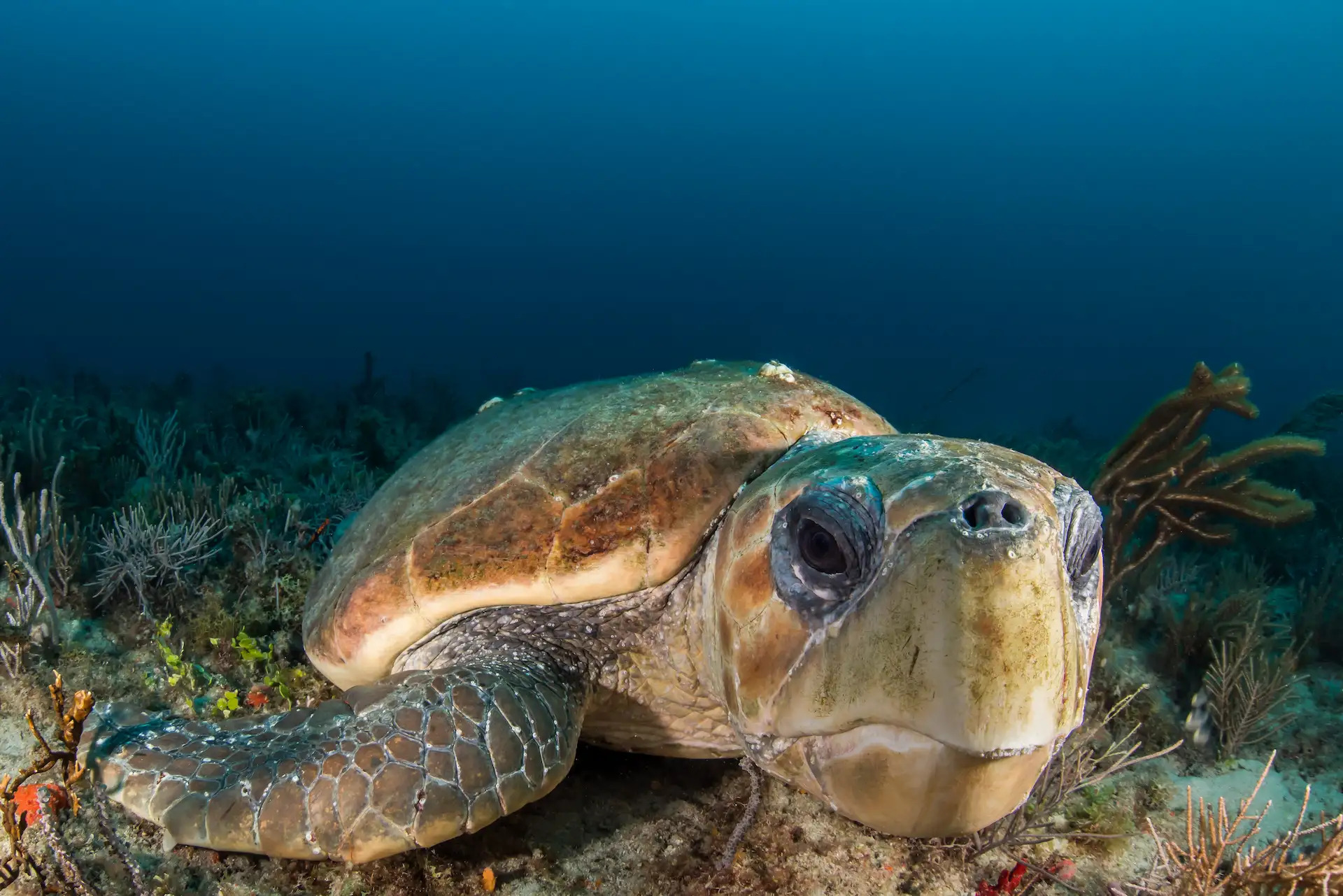 Loggerhead Ocean Conservancy - Julie Morgan
