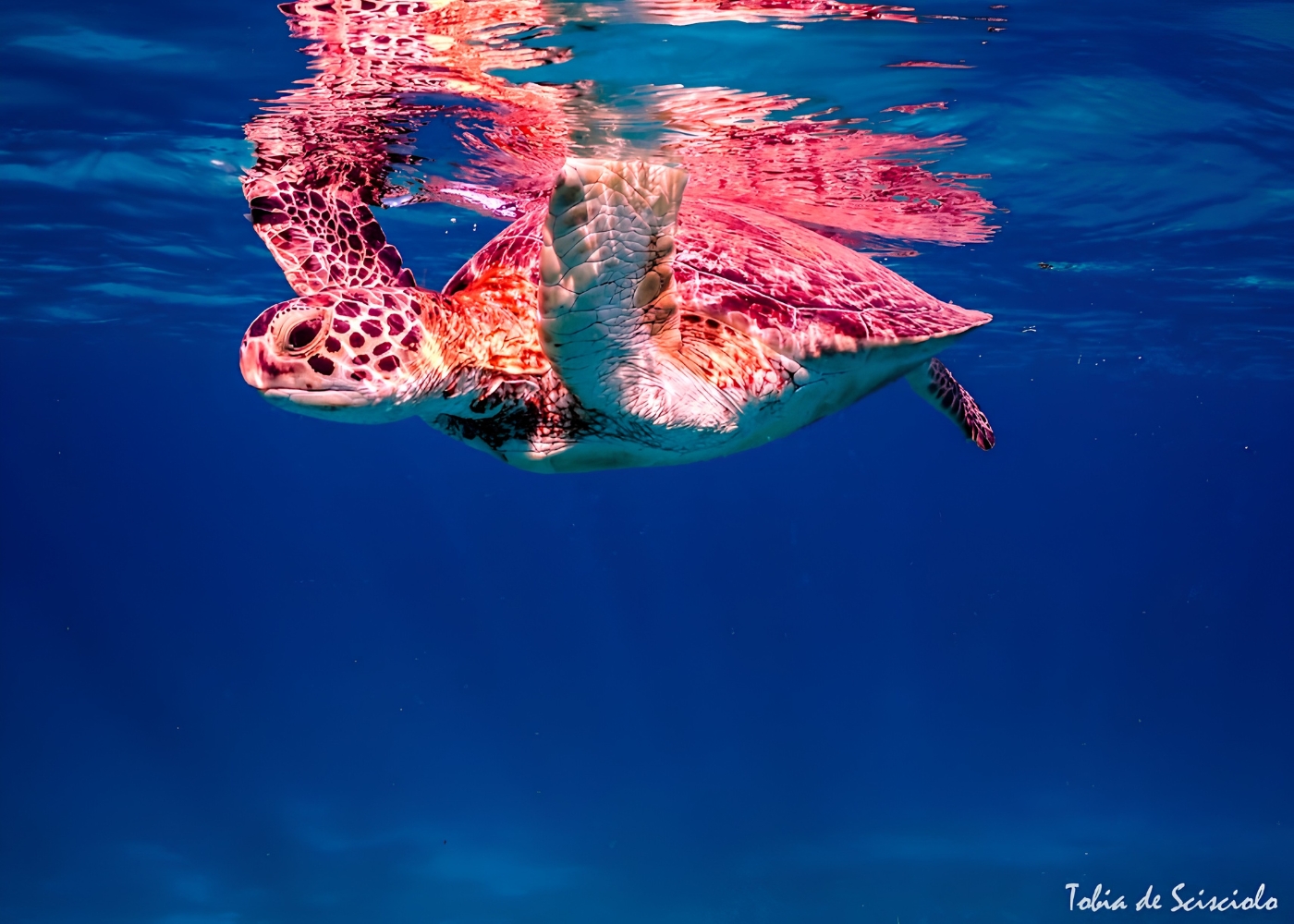 Turtle in Aruban sea underwater with the shell above the water