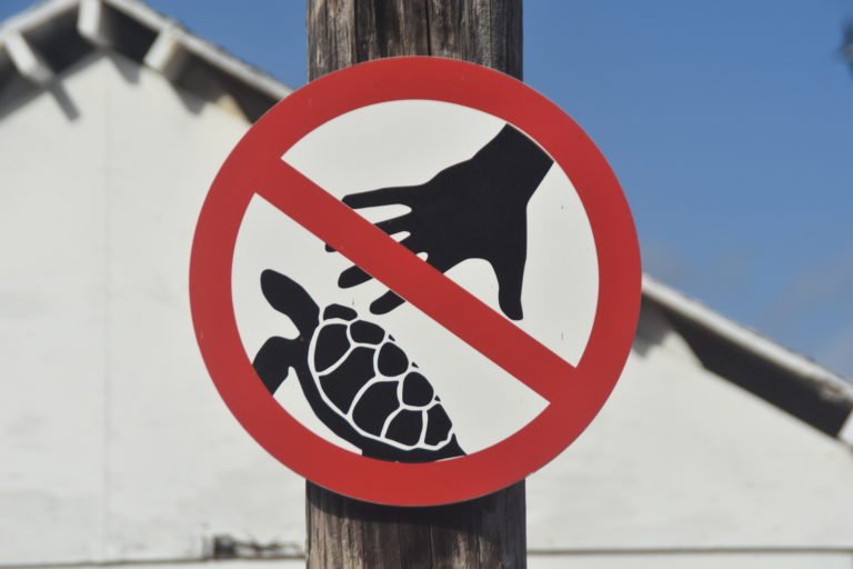 Sign with a red prohibition symbol over a hand reaching toward a sea turtle, warning against touching or harassing turtles