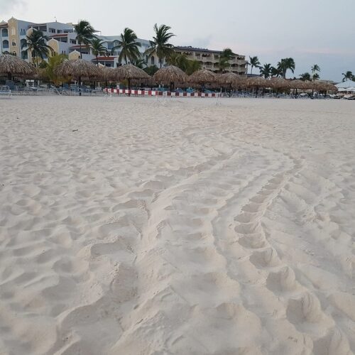 Tracks on the beach
