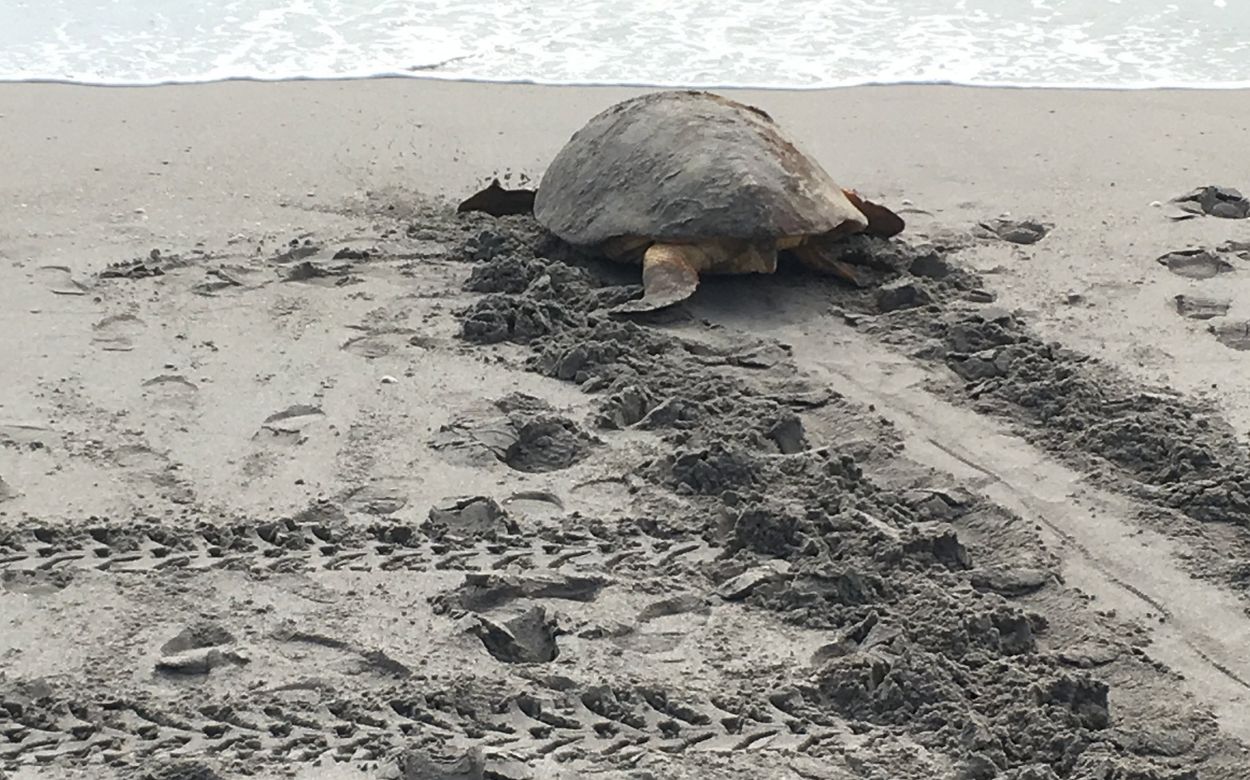 Turtle returning to the sea