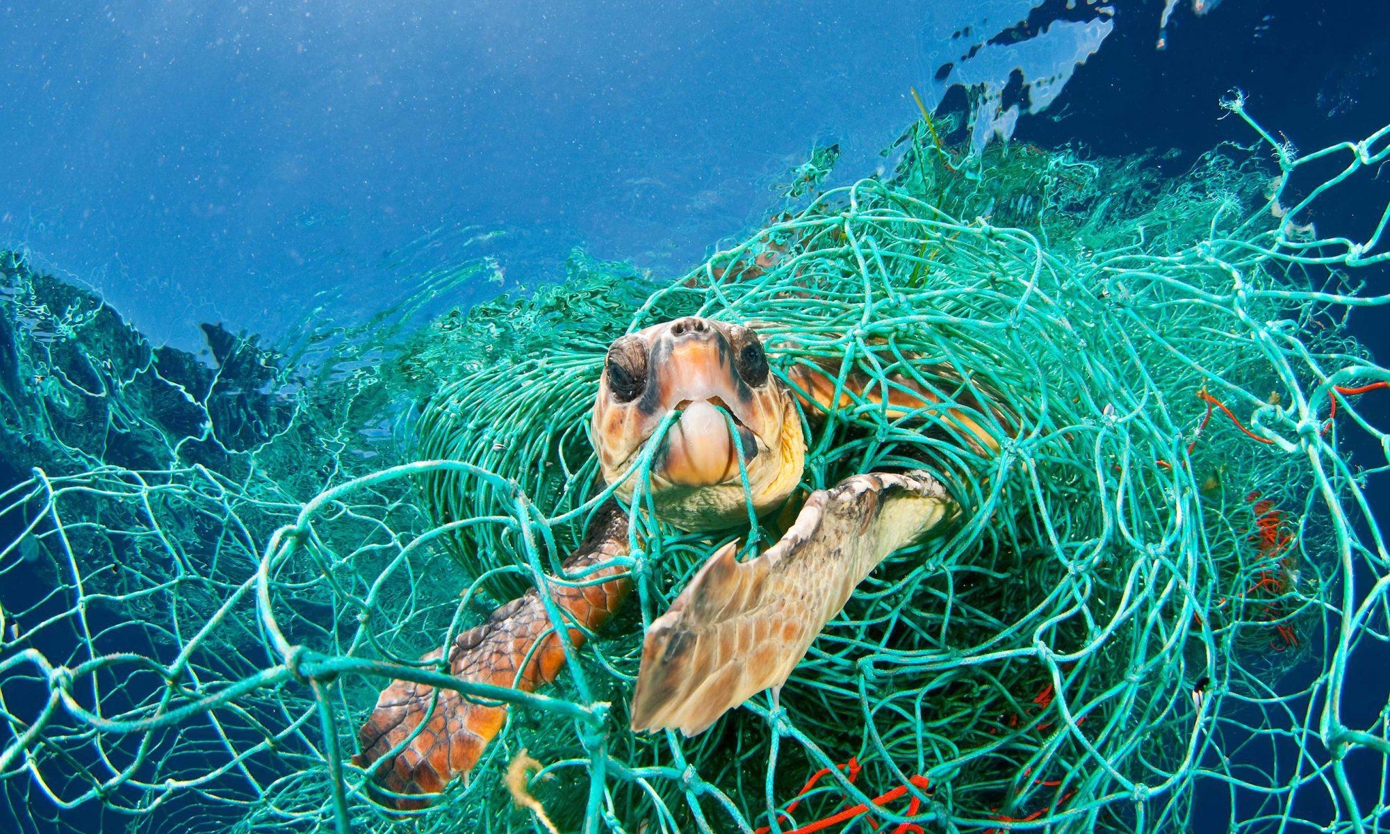 Sea turtle caught in plastic fishing net
